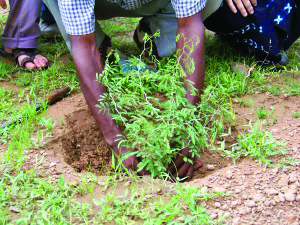 340 millions DA pour le reboisement