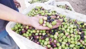 إنتاج محتشم للزيتون بمستغانم