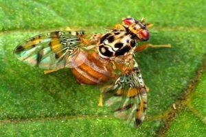 المصالح الفلاحية تحذر منتجي الحوامض من ذبابة البحر الأبيض المتوسط