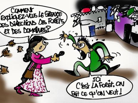 Abattage d'arbres et prolifération des baraques