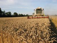 Le secteur s'améliore progressivement en Algérie                                    Céréaliculture : un rendement de 80 quintaux/hectare