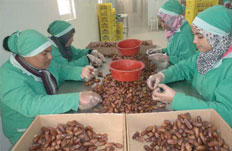 Dattes de Biskra : A la conquête du monde