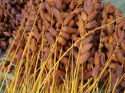 Production de la datte : Plus d'un million de tonnes en Algérie en 2017 dont 3% destinée à l'exportation