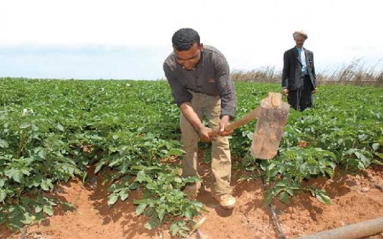 الطّفيليات تهدّد حقول الزّيتون بإيشيكار ببجاية