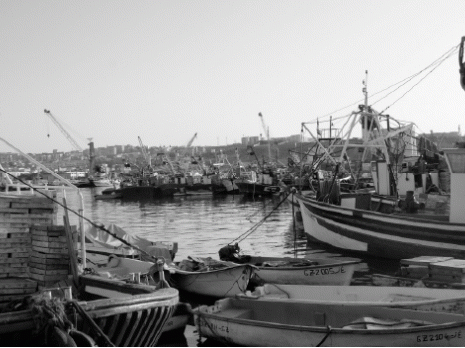 Tlemcen : Le secteur de la pêche peut mieux faire