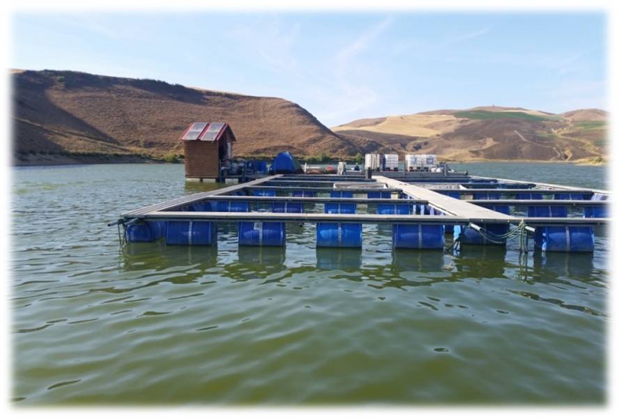 مزارع تربية المائيات لتوفير السمك بسطيف