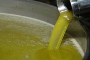 توقع إنتاج بين 5 و6 ملايين لتر من زيت الزيتون بالبويرة