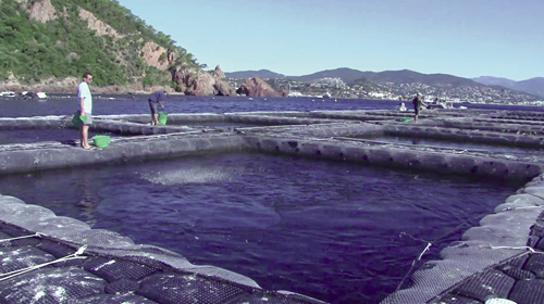 La production de poissons sera doublée