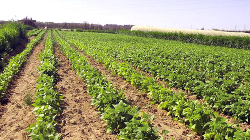 Des commissions pour assainir le foncier agricole