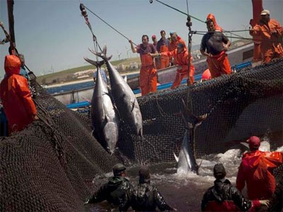 Pêche et aquaculture : La tutelle accélère la mutation du secteur vers une phase plus productive