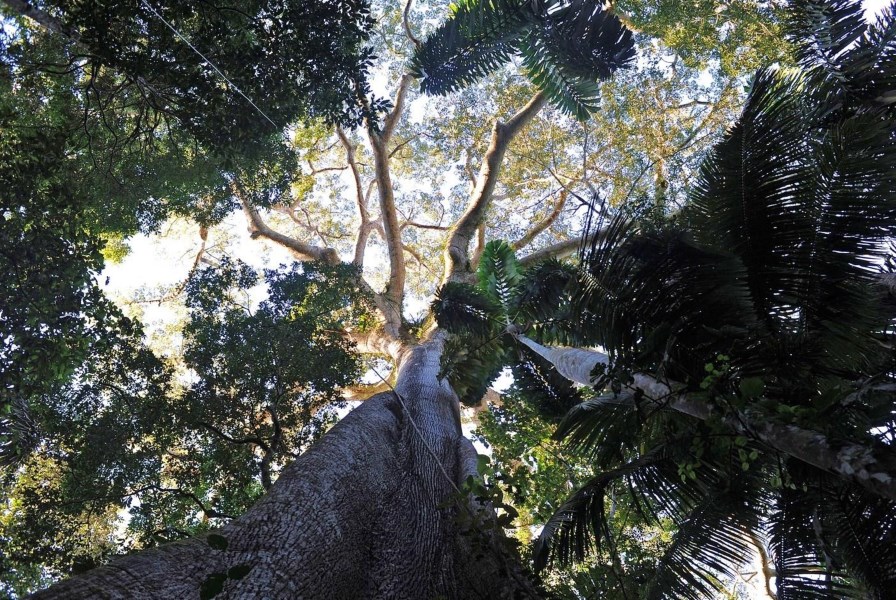 Planète - Les arbres survivront, pas l’homme