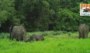 Planète - Un parc national africain retiré de la liste du Patrimoine mondial en péril sur les conseils de l’UICN