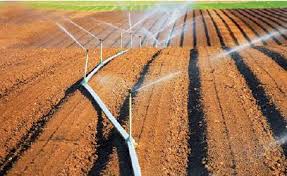 Maghnia -  Les agriculteurs en attente de l’extension du périmètre irrigué