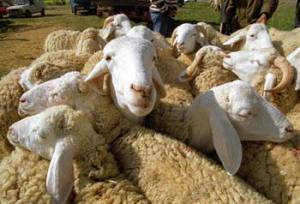 Le mouton en vedette                                    SALON DE L'ELEVAGE ET DE LA PRODUCTION LAITIÈRE À BEJAIA