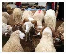 L'AID EL ADHA A RELIZANE :En l' absence de solidarité, un sacrifice qui coute très cher