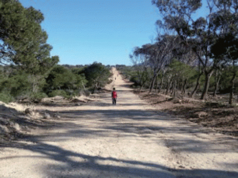 Oran : Vers un aménagement de la forêt de Canastel