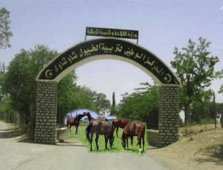 تيارت... مربو الخيول يطالبون بملحقة جديدة