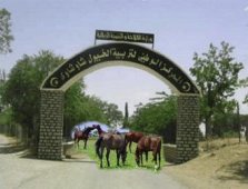 تيارت... مربو الخيول يطالبون بملحقة جديدة