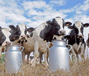 Béjaïa                                    2e Salon de l'élevage