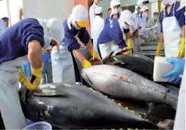 Secteur de la pêche à Skikda:  Une usine de transformation du thon bientôt opérationnelle