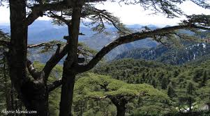 Chréa -  Le rush commence