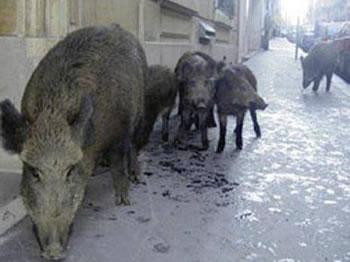 Des sangliers descendent en ville!