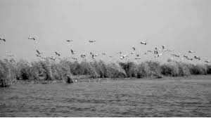 Mila - Lac du barrage de Beni Haroun: Une classification sur la liste Ramsar à l’étude