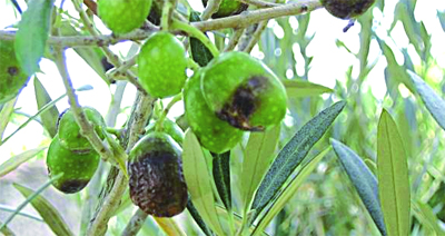 Attaques importantes par la mouche de l'olive