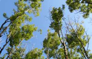 Planète (France) - Maladie du frêne: On va devoir replanter deux millions d’arbres dans les forêts du Nord