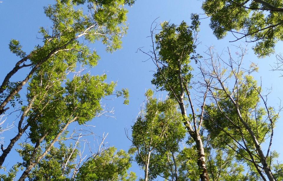 Planète (France) - Maladie du frêne: On va devoir replanter deux millions d’arbres dans les forêts du Nord