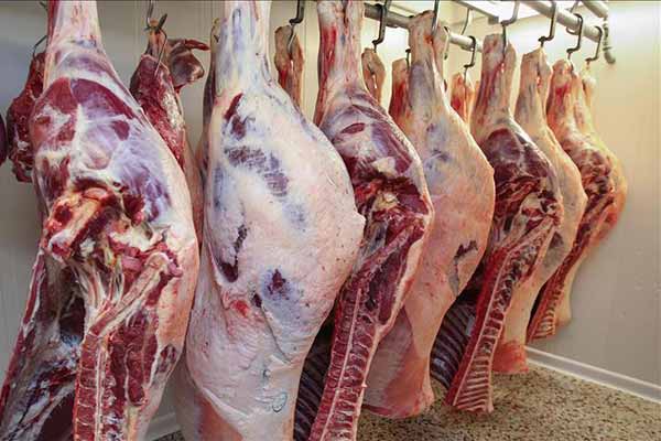 تراجع أسعار المواشي واللحوم بالجلفة