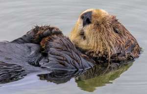 Planète - Biodiversité: Cool cool cool, les loutres sont de retour dans les rivières du Vaucluse