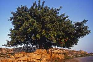 Planète - Agriculture: Chypre mise sur son «or noir» et plante des milliers de caroubiers