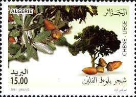 Tlemcen -  Une autre vie pour le chêne-liège