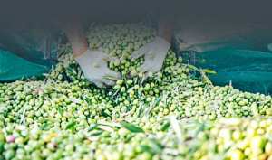 توقع إنتاج 140 ألف قنطار من الزيتون