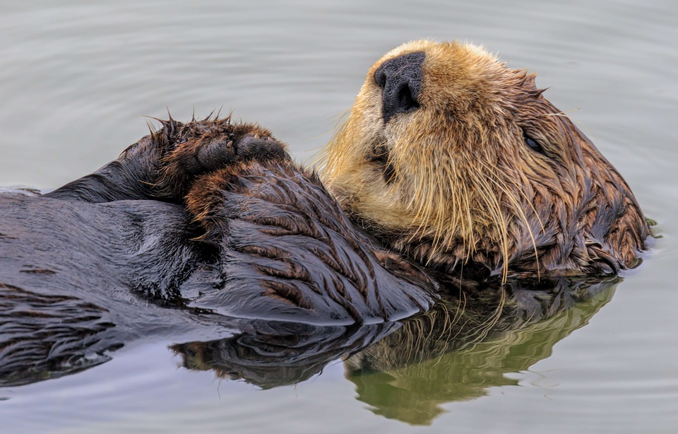 Planète - Biodiversité: Cool cool cool, les loutres sont de retour dans les rivières du Vaucluse