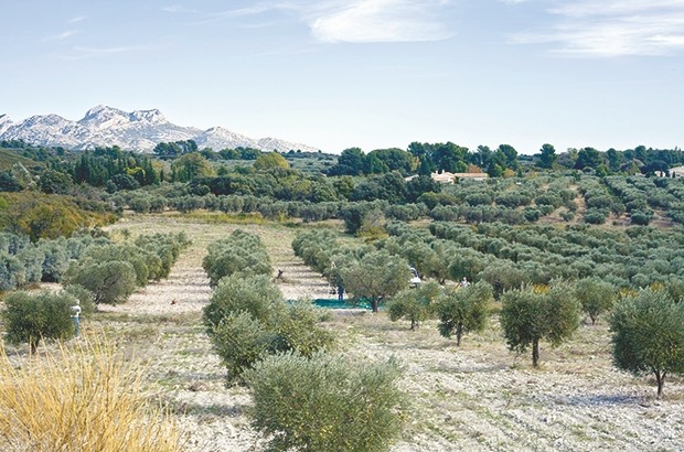 PROGRAMME D’ACTIONS-PILOTES POUR LE DÉVELOPPEMENT RURAL ET DE L’AGRICULTURE:   L’oliveraie à perte de vue à Aïn Témouchent