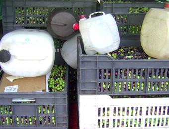 جـــدل حـــول زيــت الــزيـتـون فـي الجـزائـر