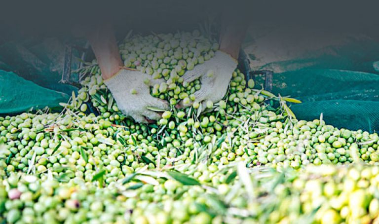 توقع إنتاج 140 ألف قنطار من الزيتون