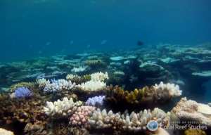 Planète - Australie: Des scientifiques réussissent une transplantation de corail sur la Grande barrière