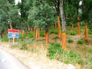 Tlemcen : Une autre vie pour le chêne-liège