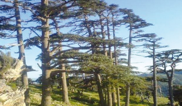 CRÉATION D’UNE BANQUE DE SEMENCES À BATNA:  Préserver les essences menacées