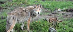 خبير يدقّ ناقوس الخطر في شأن ظهور حيوانات القيوط في المناطق السكنية