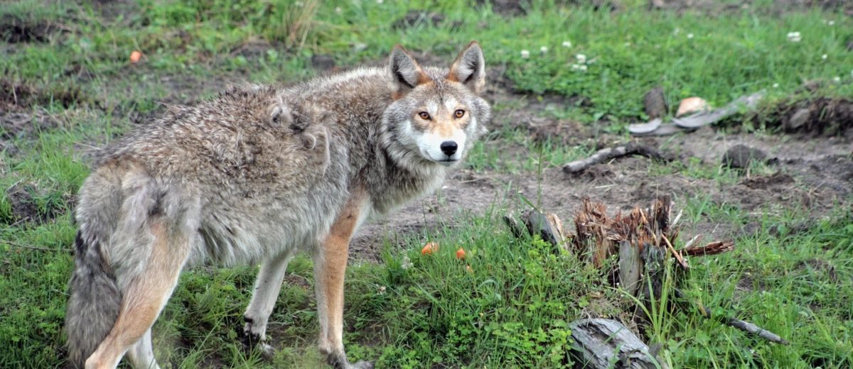 خبير يدقّ ناقوس الخطر في شأن ظهور حيوانات القيوط في المناطق السكنية