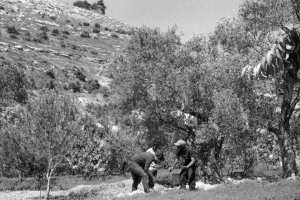 Planète - Permaculture et agriculture bio s’enracinent en Palestine