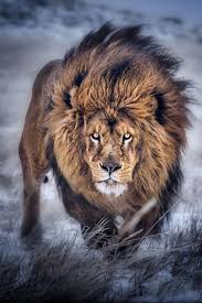 Demouche Benchinoun le chasseur de lions.