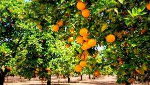 Chlef -  L’agrumiculture sous de bons auspices