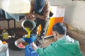 LES FEUX DE FORÊT N’ONT PAS INFLUÉ SUR LA PRODUCTION DE L’HUILE D’OLIVE:  Une récolte de plus de 60.000 hectolitres attendue à Skikda