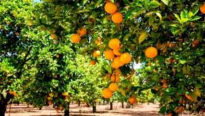 Chlef -  L’agrumiculture sous de bons auspices