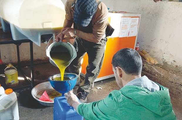 LES FEUX DE FORÊT N’ONT PAS INFLUÉ SUR LA PRODUCTION DE L’HUILE D’OLIVE:  Une récolte de plus de 60.000 hectolitres attendue à Skikda